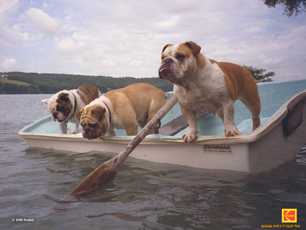 животные, собаки