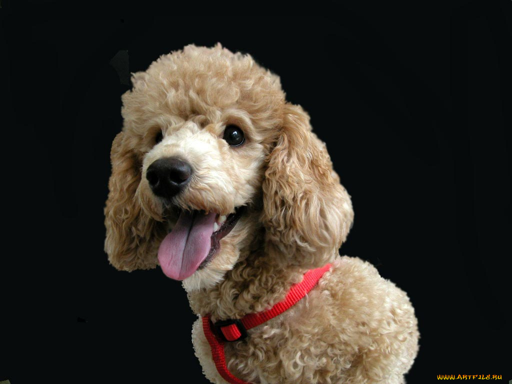 животные, собаки