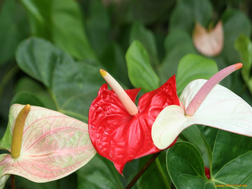 цветы, антуриум, цветок, фламинго
