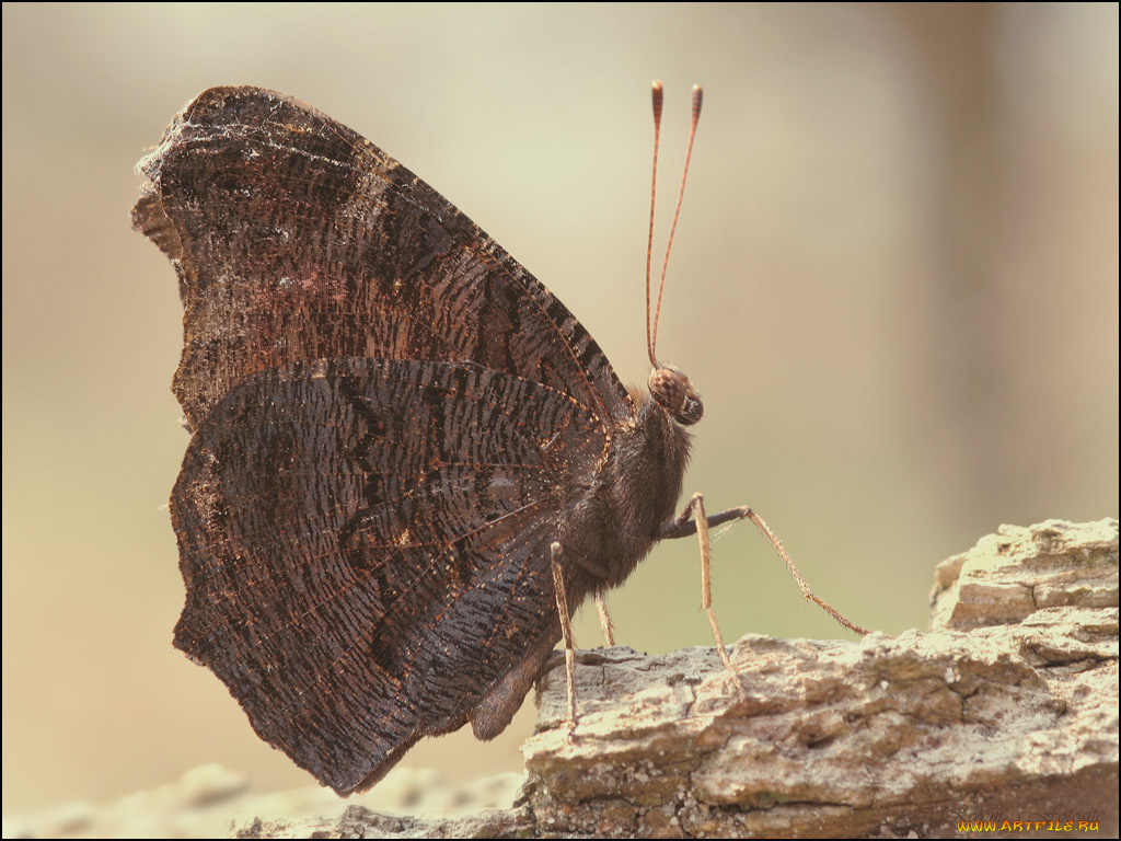 животные, бабочки