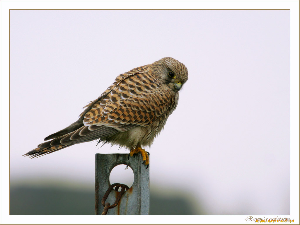 животные, птицы, хищники