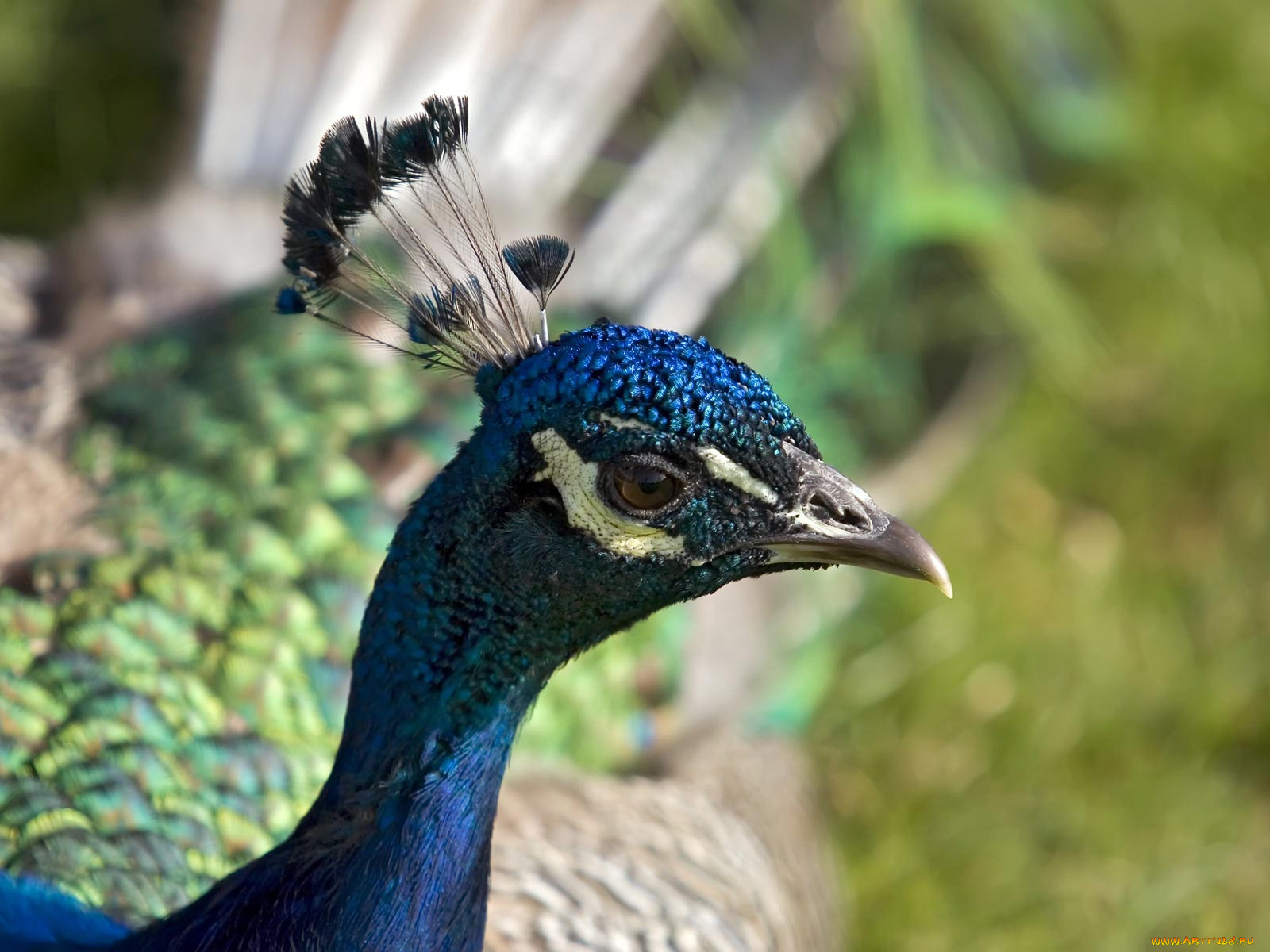 животные, павлины
