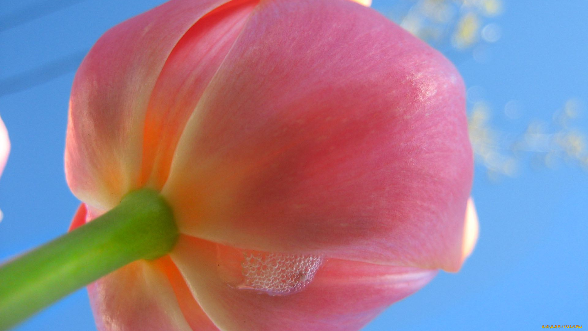 цветы, тюльпаны