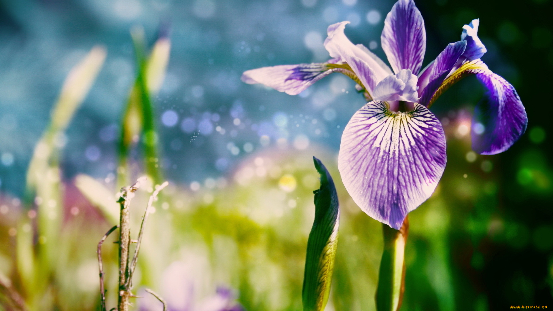 цветы, ирисы, ирис