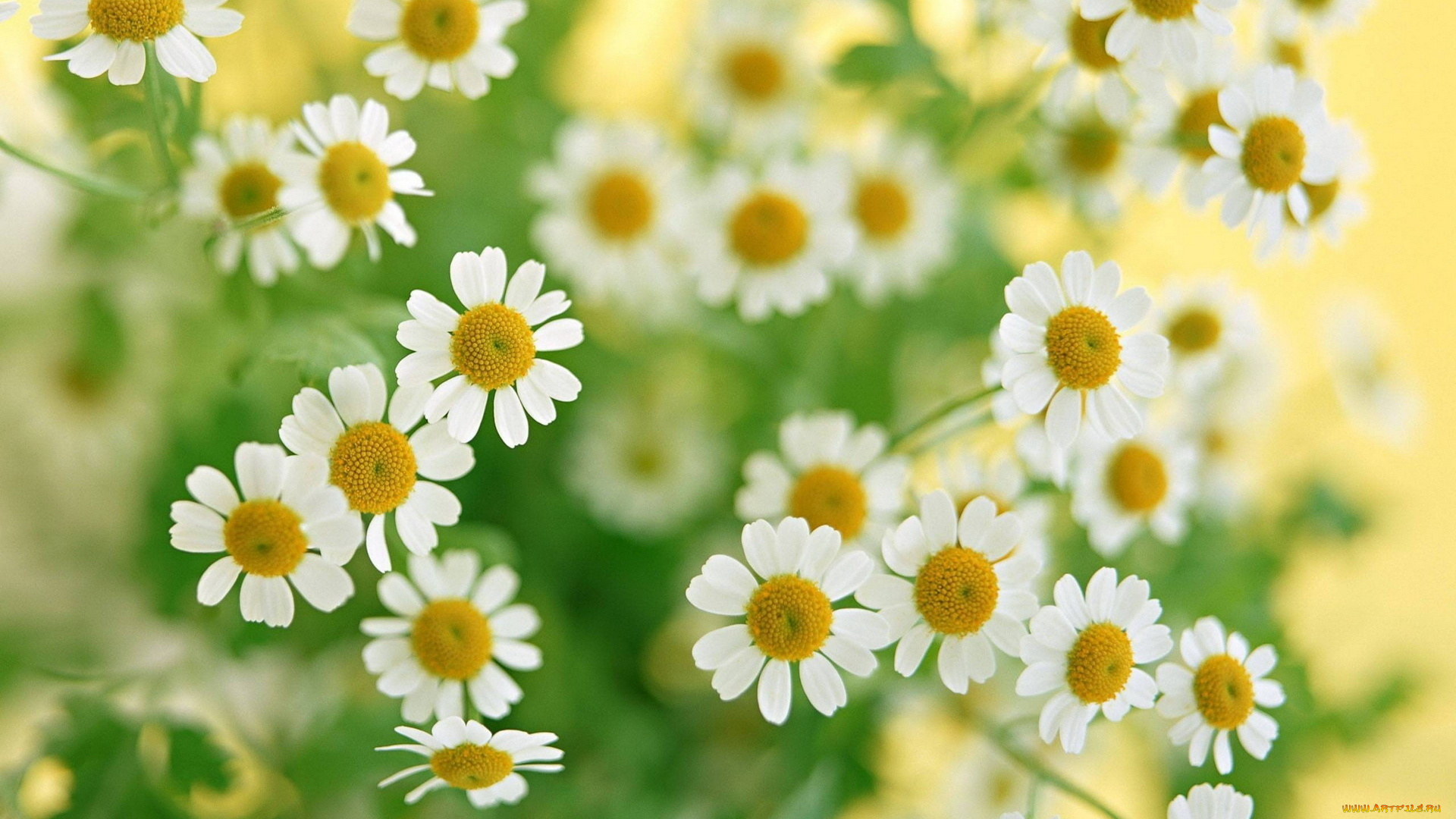 цветы, ромашки