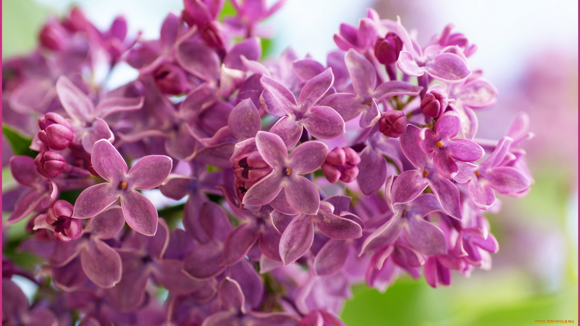 цветы, сирень