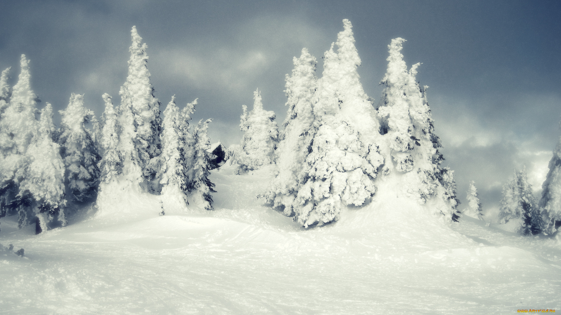 природа, зима, снег, лес