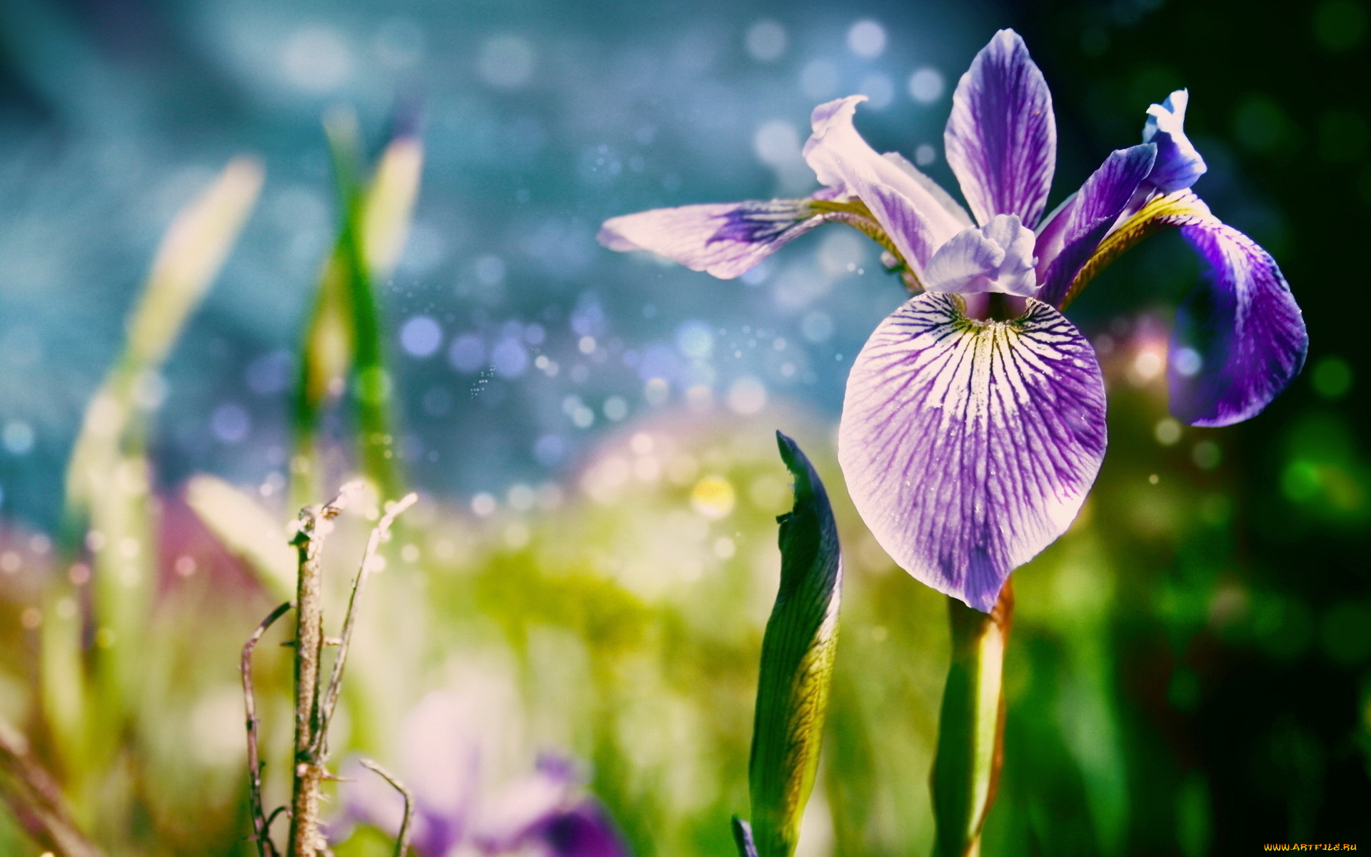 цветы, ирисы, ирис