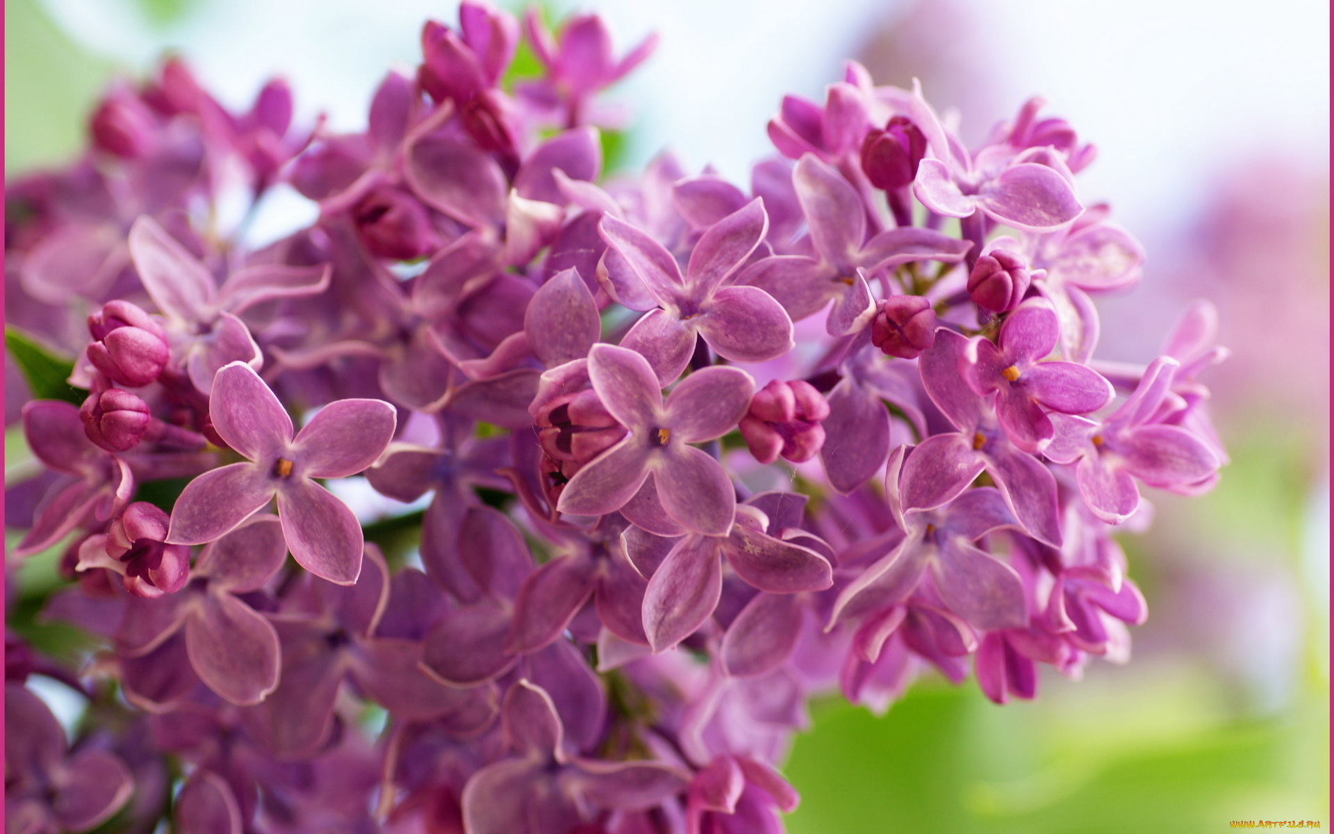 цветы, сирень