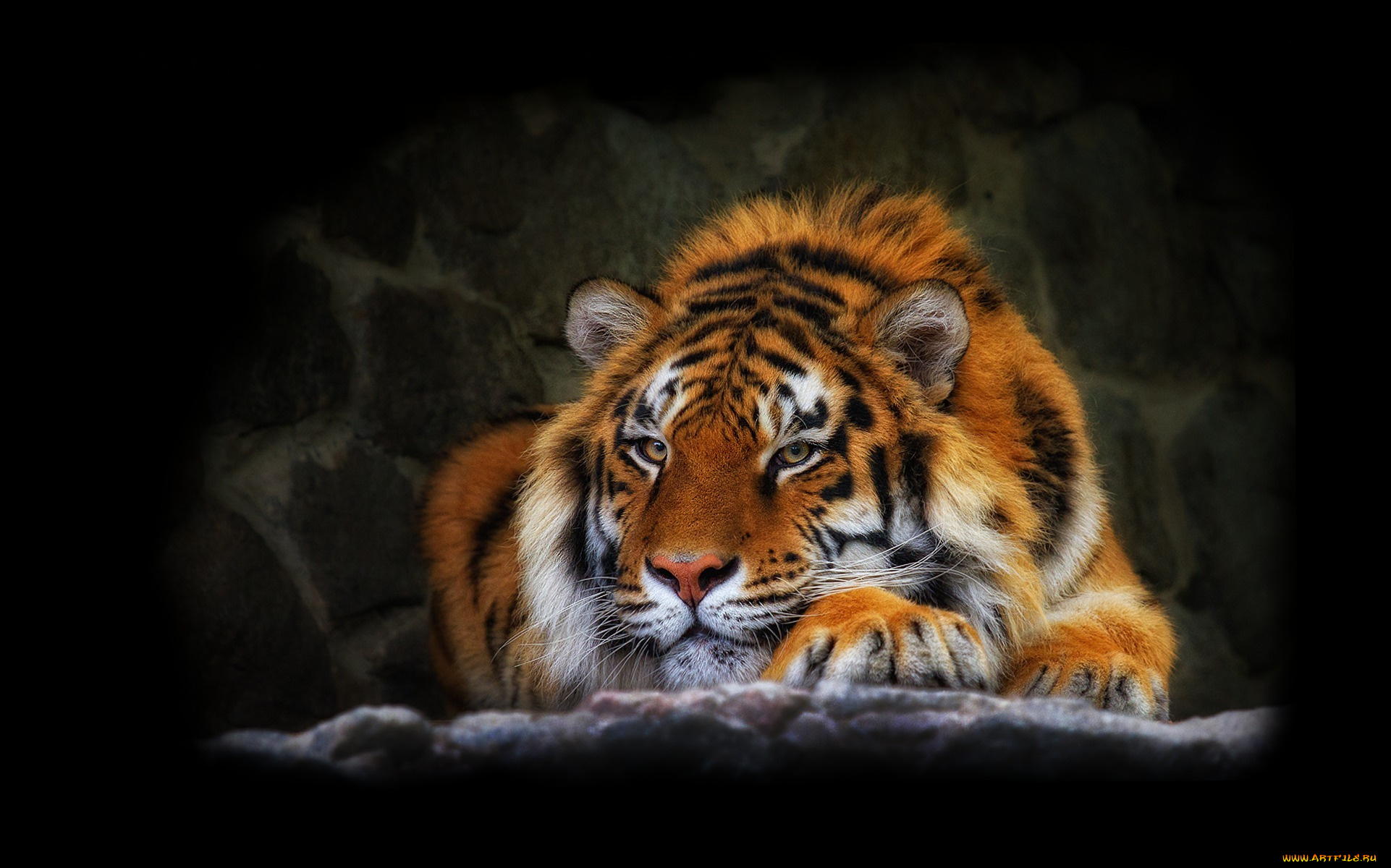 животные, тигры, хищник, отдых