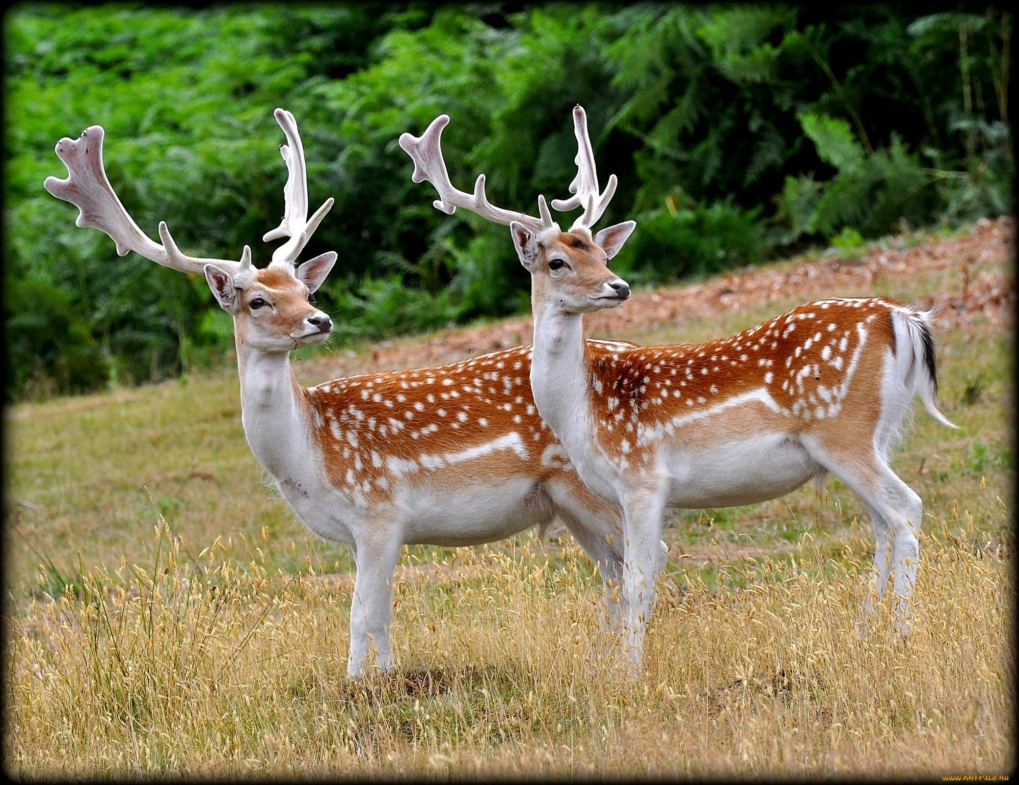 животные, олени, пятна, рога