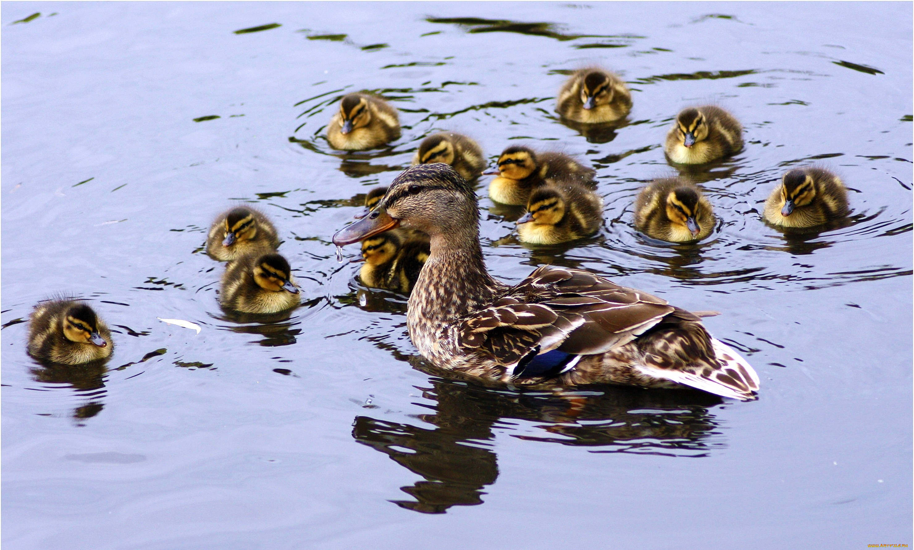 животные, утки, вода, малыши, мама, утята
