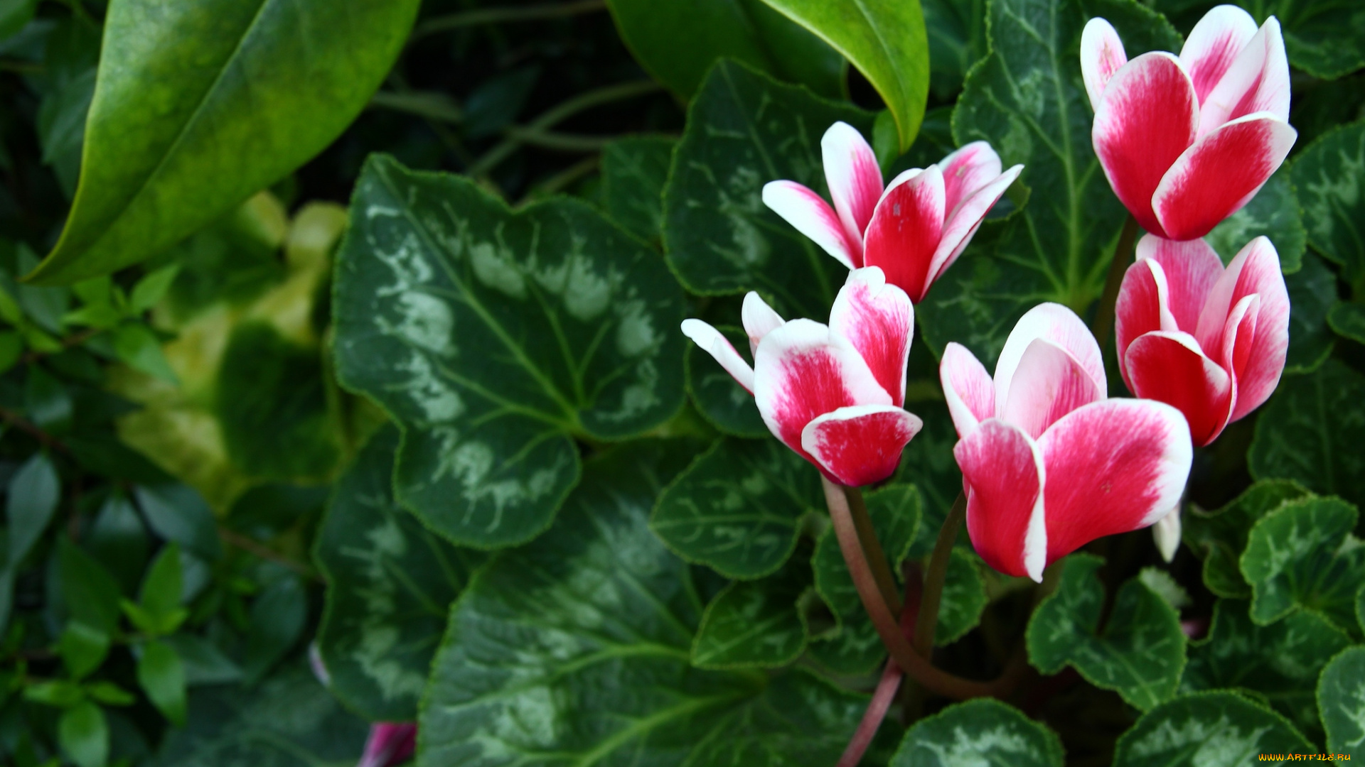 цветы, цикламены, пестрый