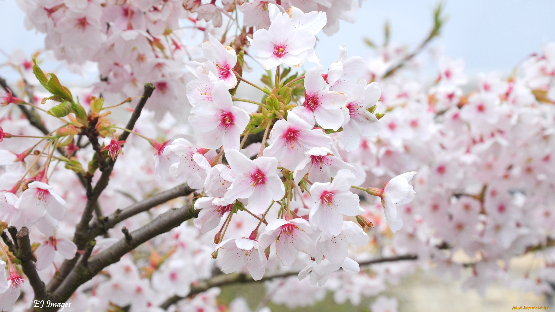 цветы, цветущие, деревья, кустарники, цветение, весна