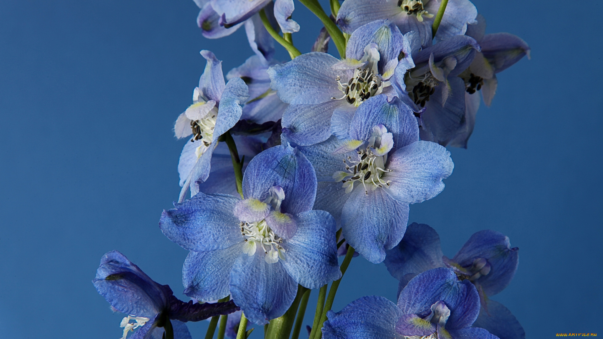 цветы, дельфиниум, голубой