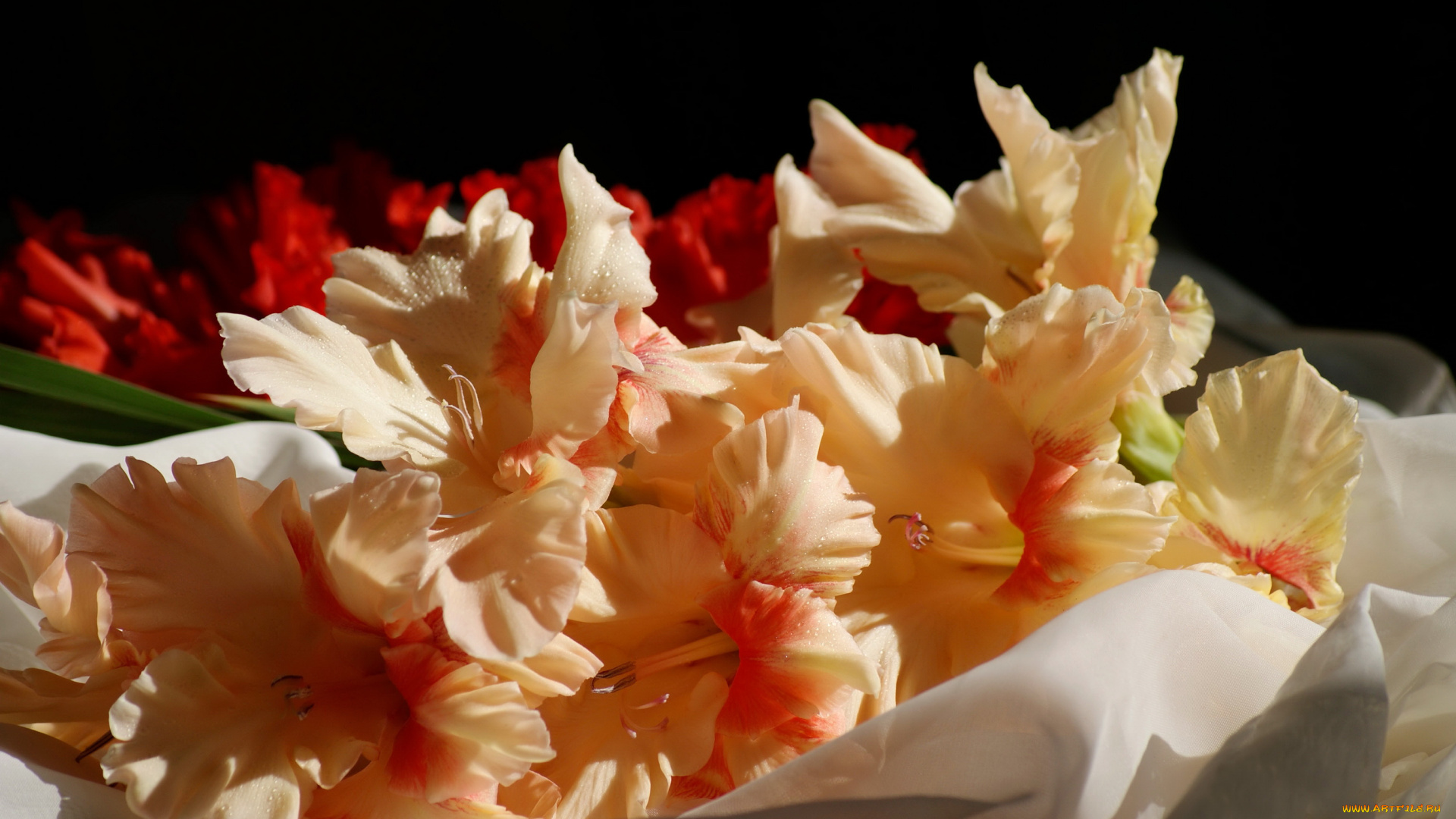 цветы, гладиолусы, гладиолус