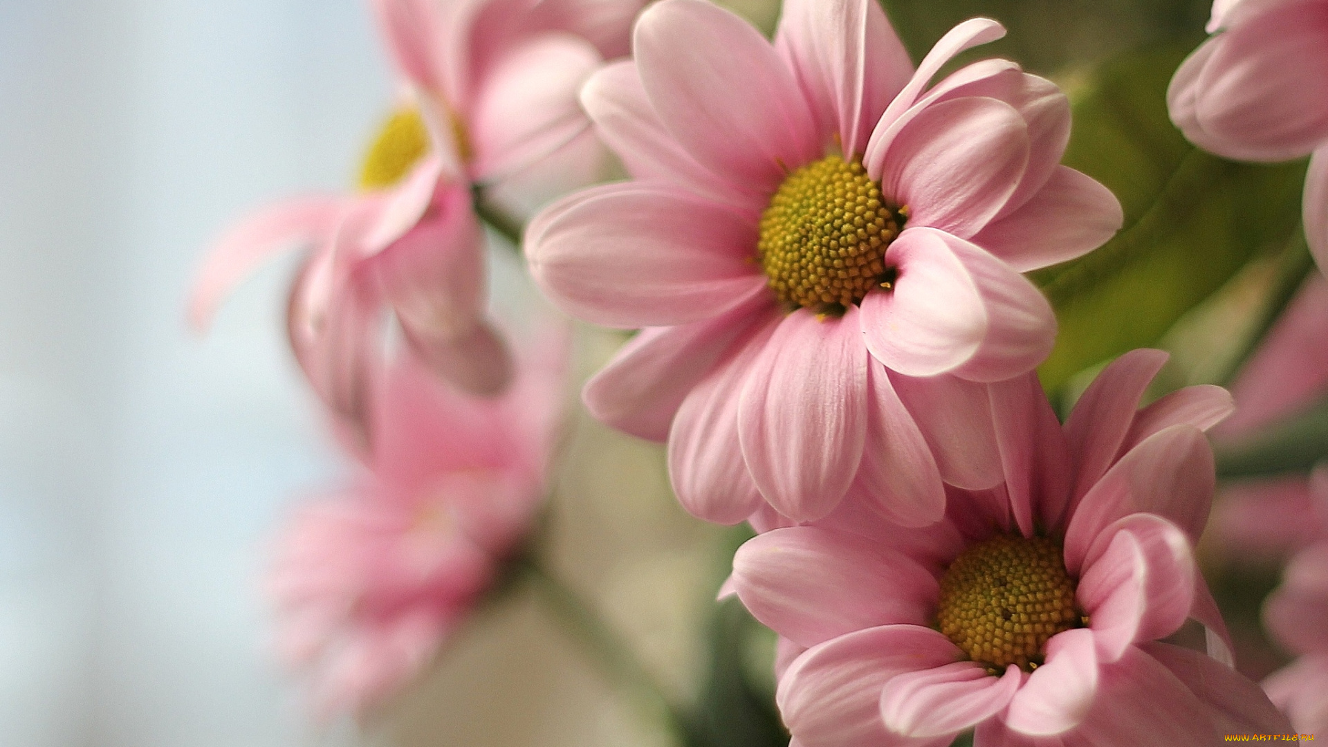 цветы, хризантемы, розовый, хризантема