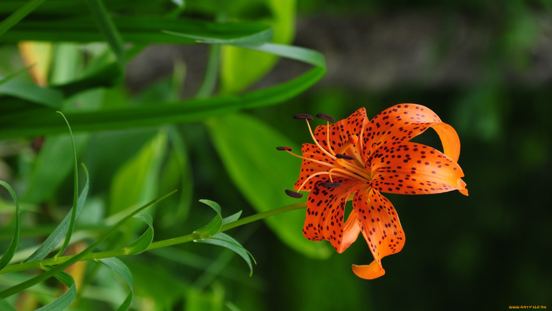 цветы, лилии, лилейники, крапинки