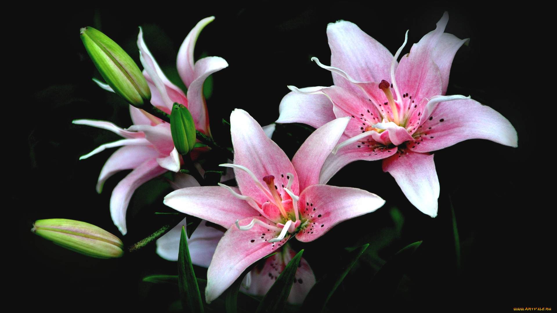 цветы, лилии, лилейники, розовый, бутоны