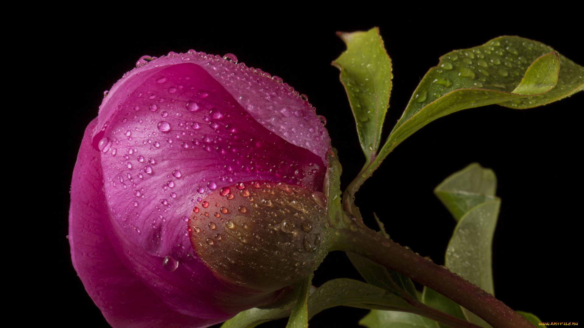 цветы, пионы, темный, фон, капли, розовый, бутон, цветок