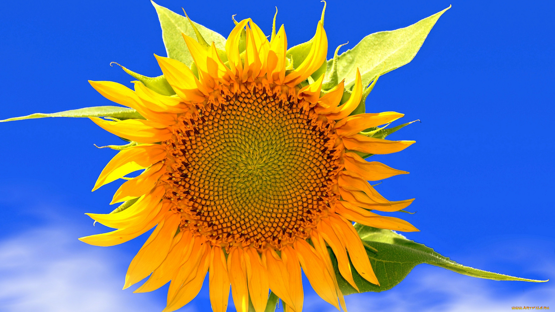 цветы, подсолнухи, круглый, желтый, небо