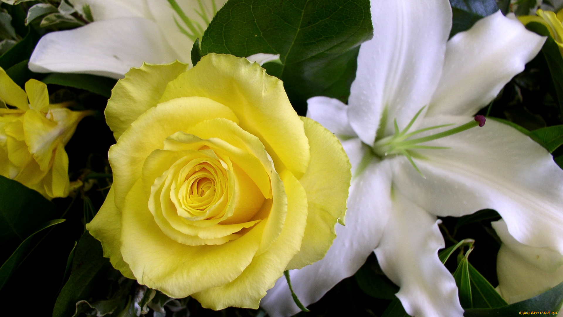 цветы, разные, вместе, роза, лилии