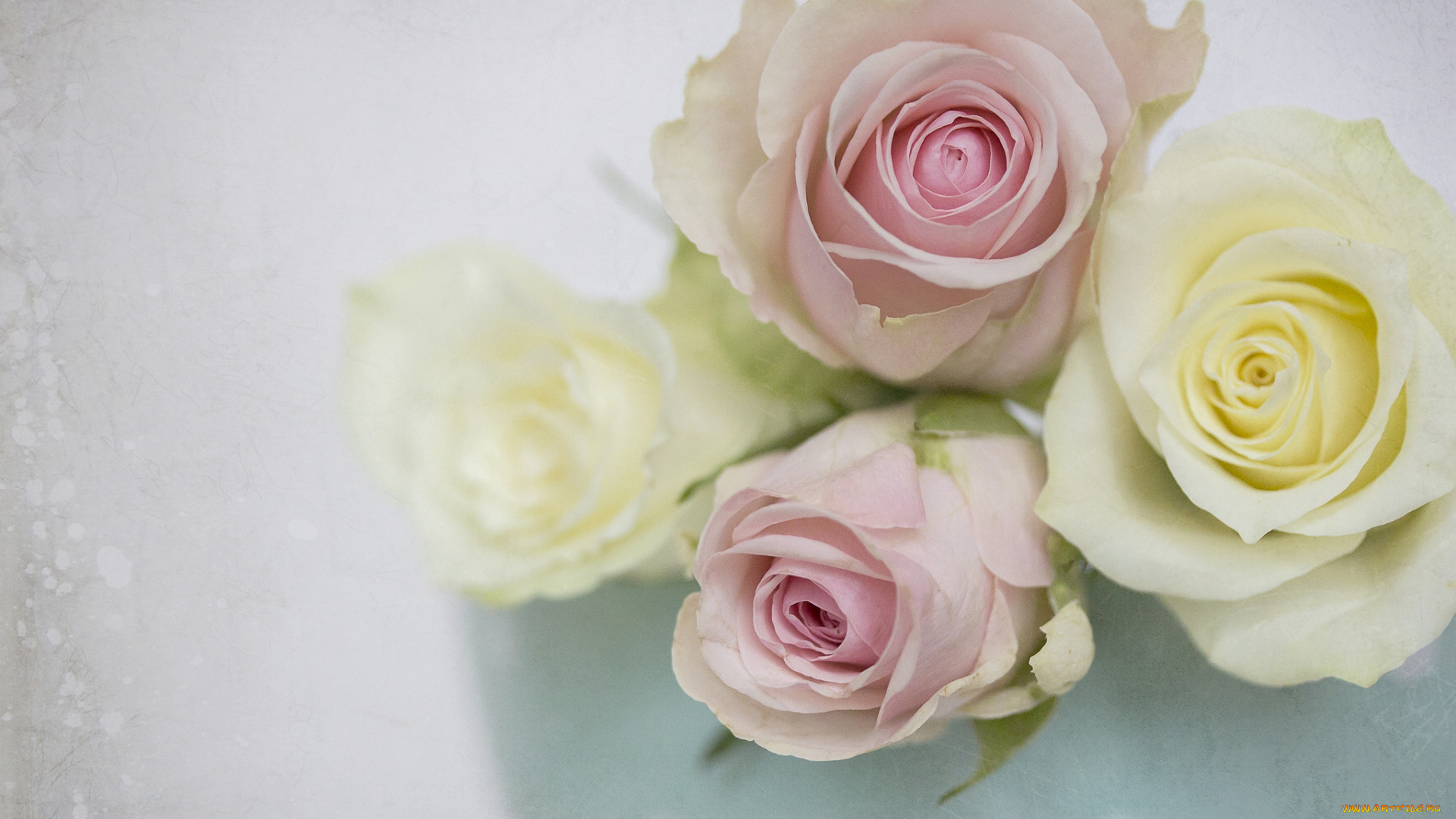 цветы, розы, бутоны