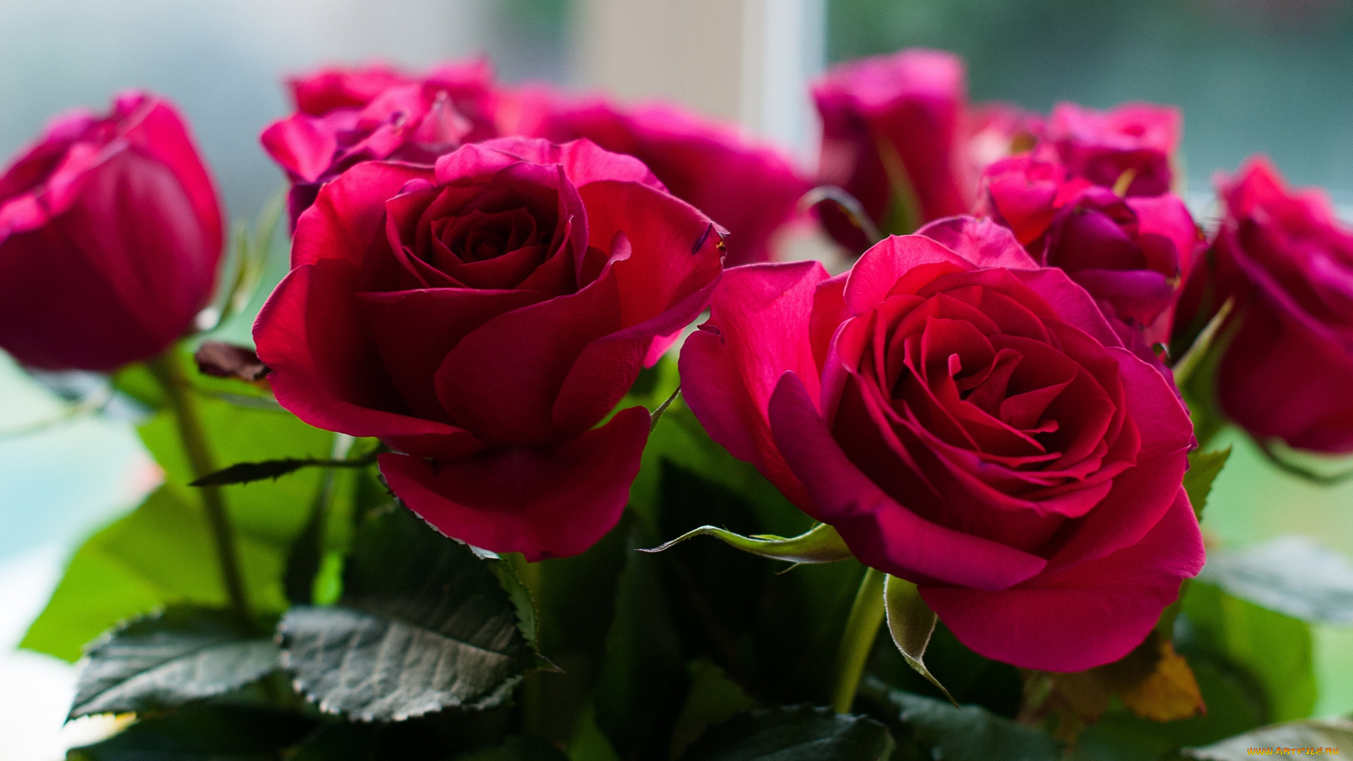 цветы, розы, красный