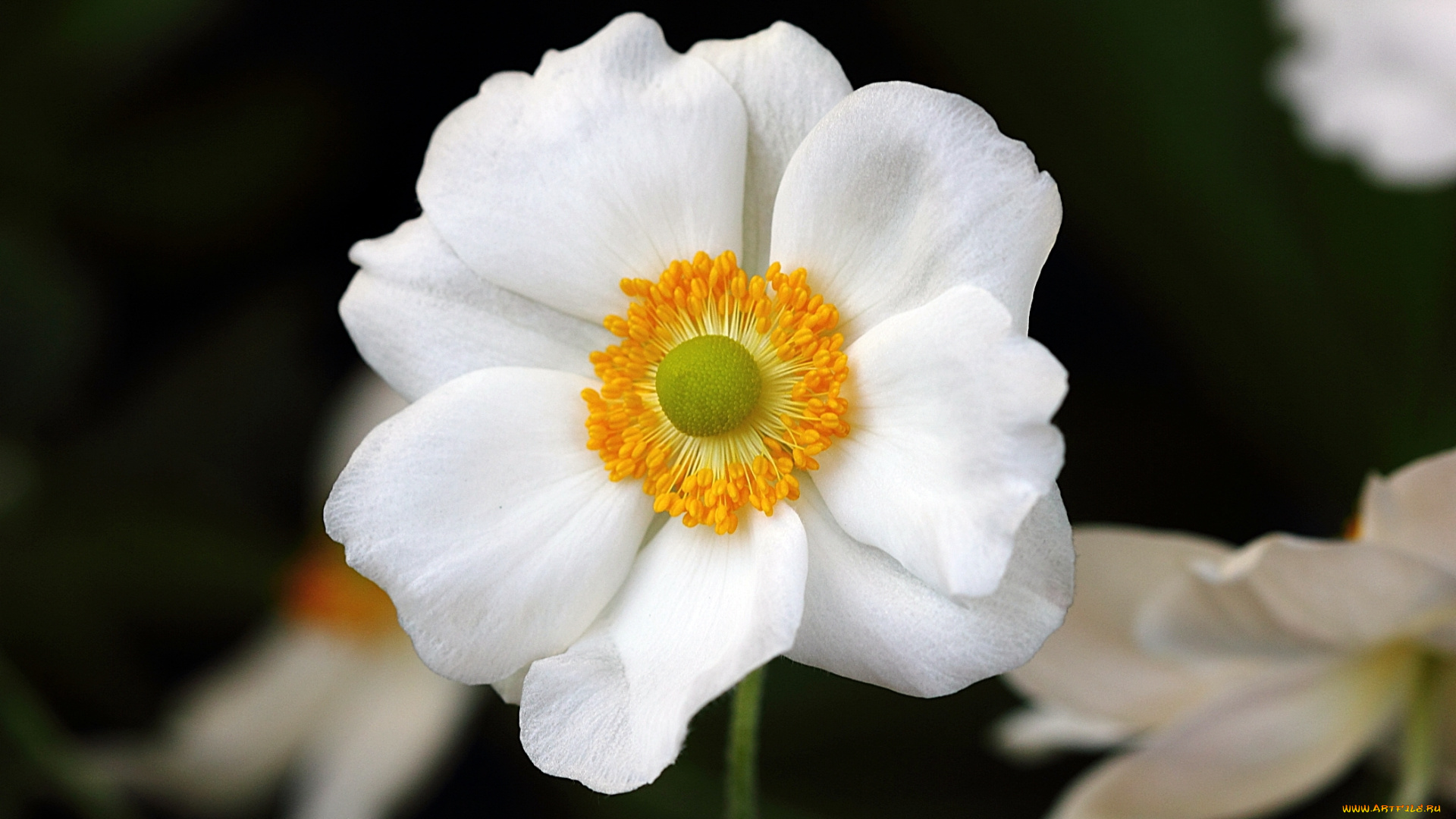 цветы, ветреницы, печёночницы, белый, цветок