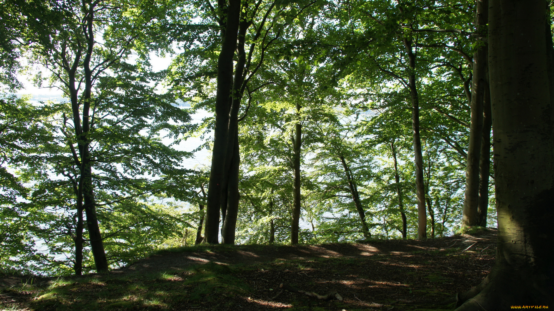 дания, обенро, природа, лес