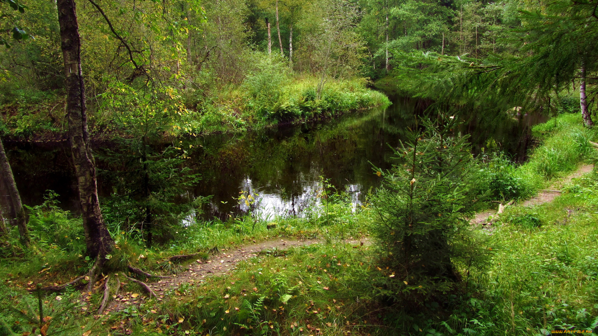 ленинградская, обл, рощино, линдуловская, роща, природа, реки, озера, река