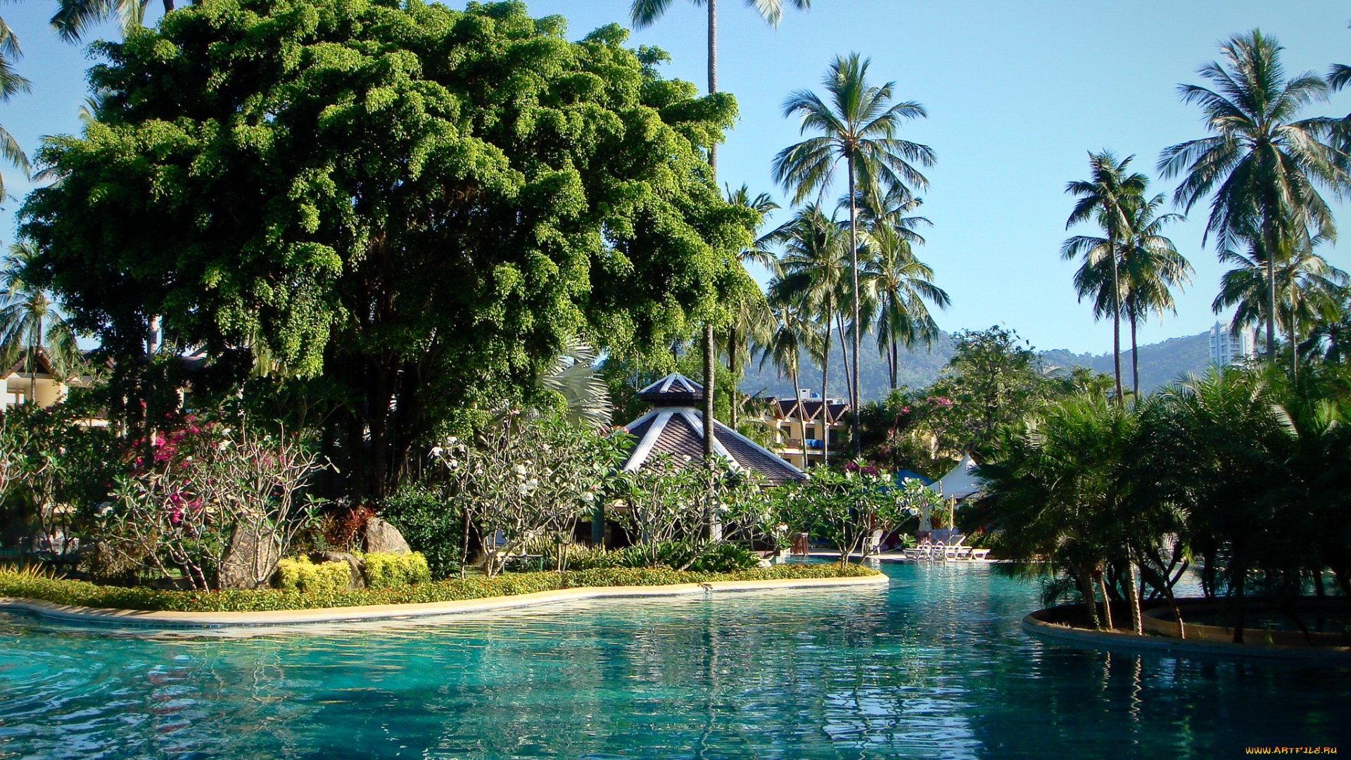 phuket, thailand, природа, тропики, парк, водоем, растения