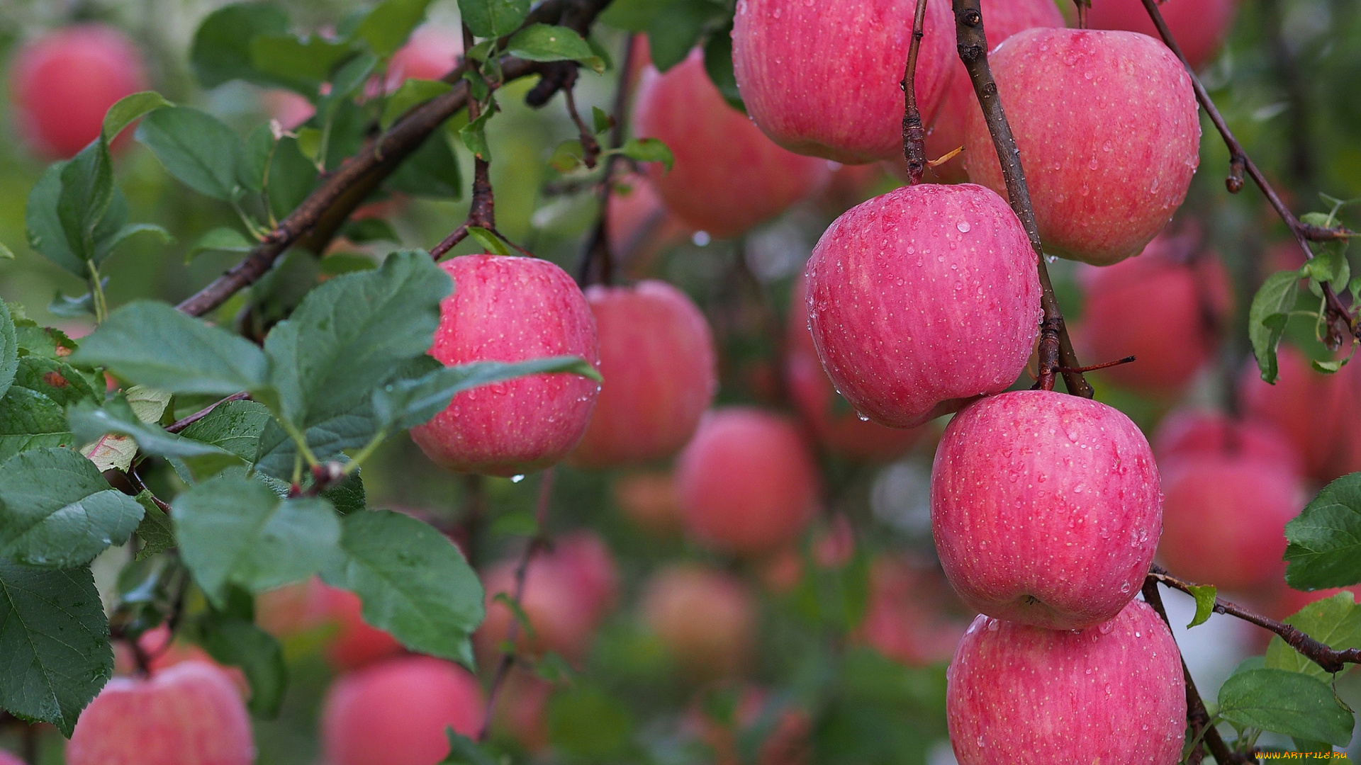 природа, плоды, капли, яблоки
