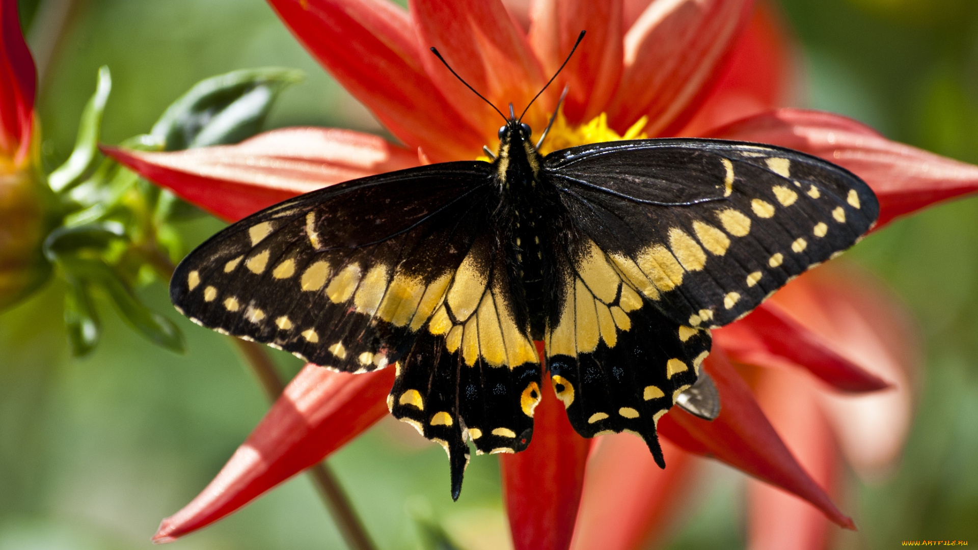 животные, бабочки, цветок, крылья