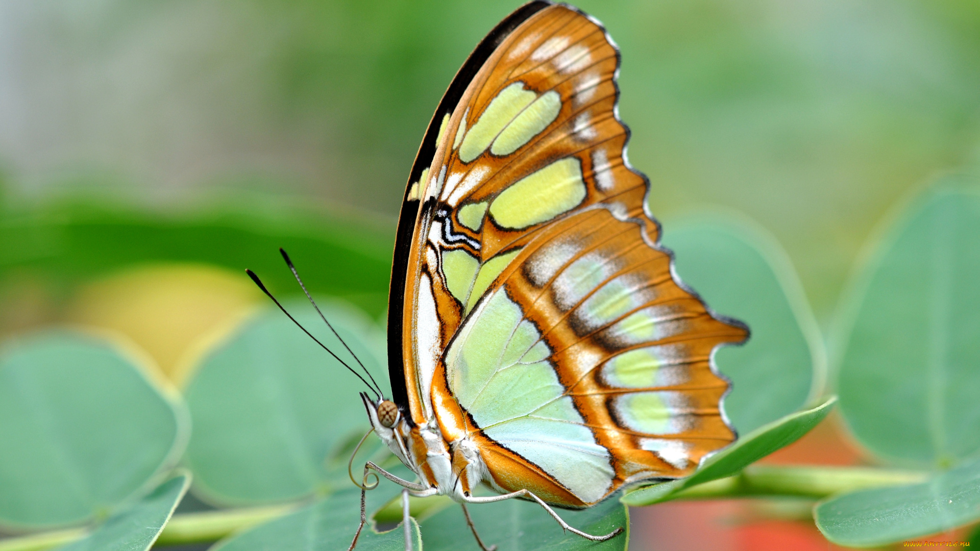 животные, бабочки, крылья, макро