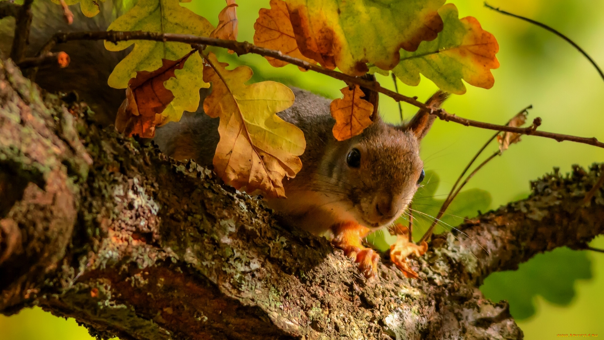животные, белки, дерево, дуб, листья, ветка