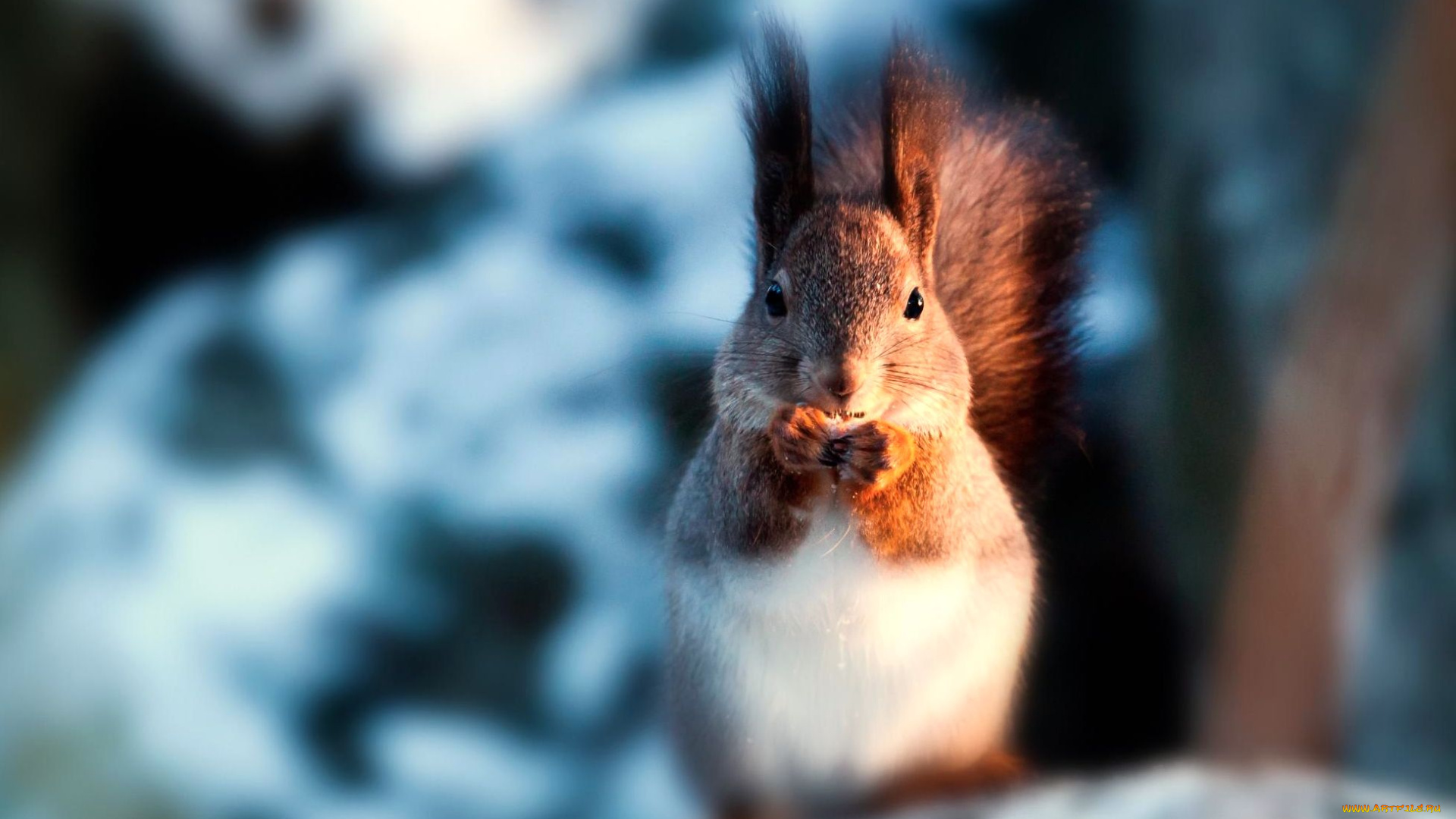 животные, белки, снег, зверек