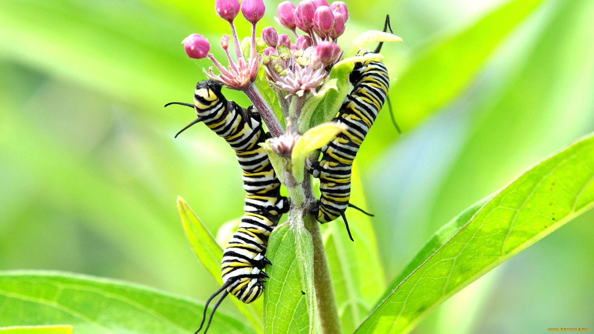 животные, гусеницы, стебель