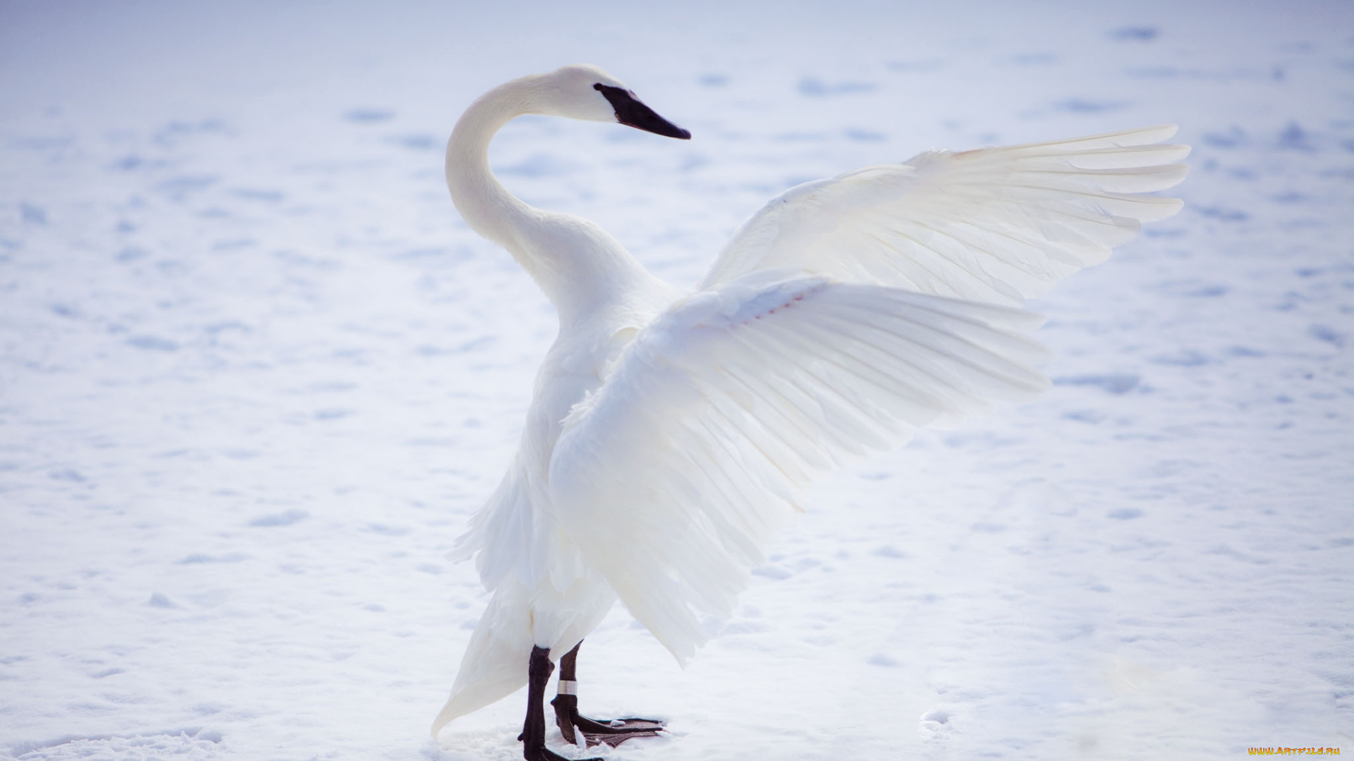животные, лебеди, белоснежный, крылья