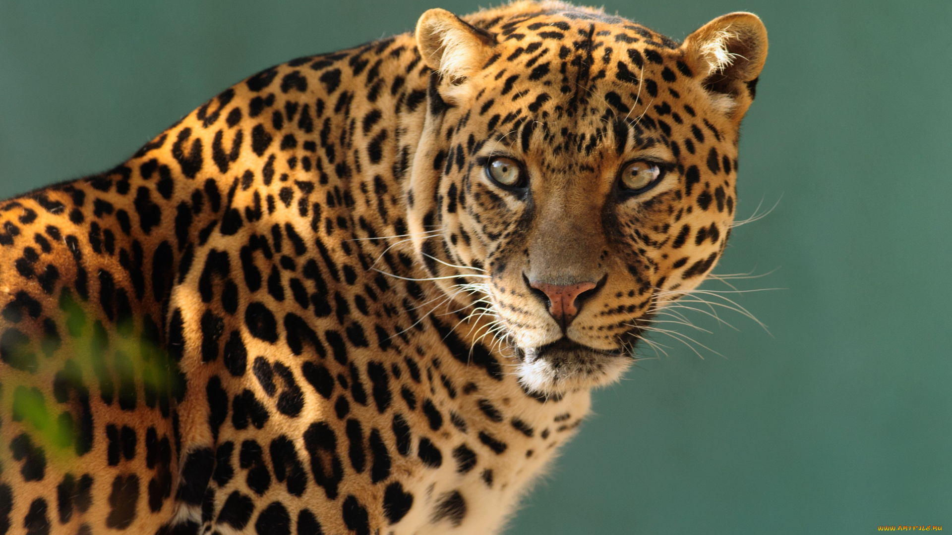 животные, леопарды, дикая, кошка, хищник