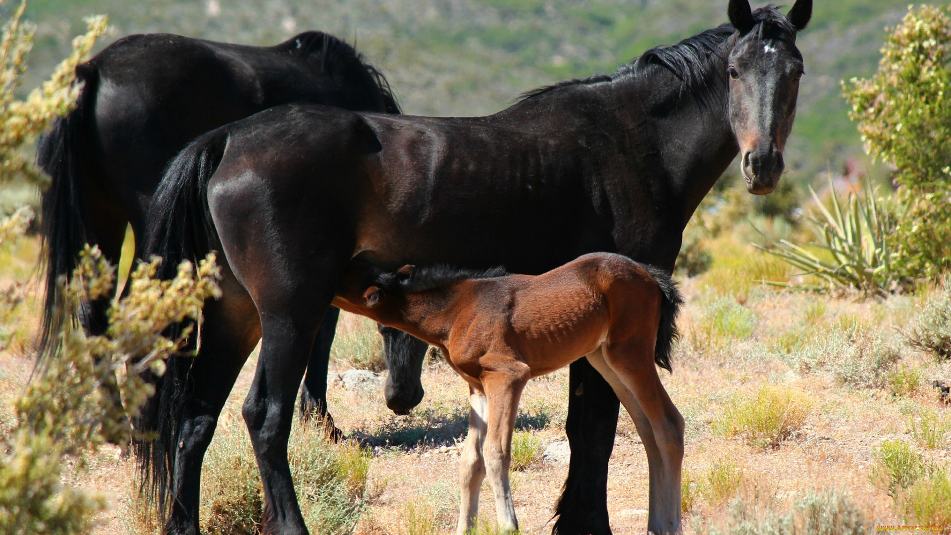 животные, лошади, малыш, мама