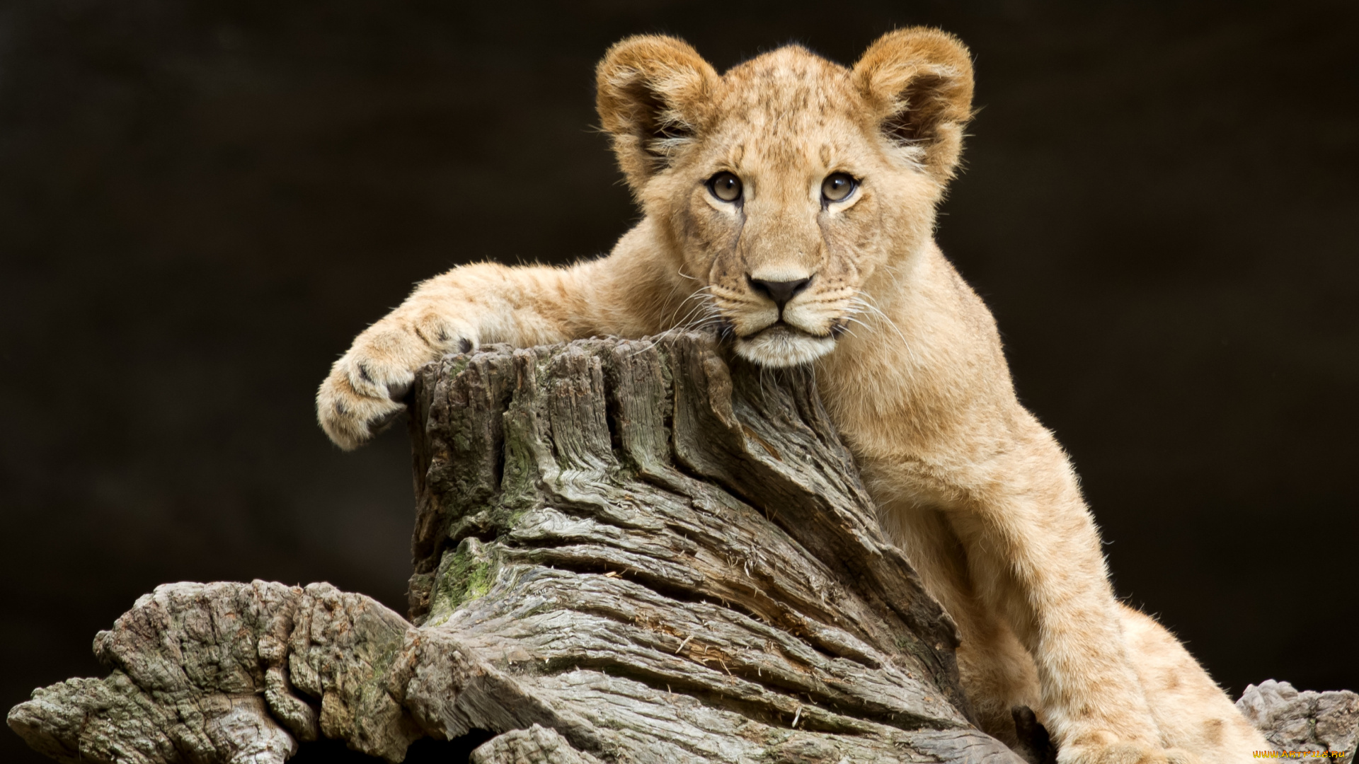животные, львы, дерево, львенок