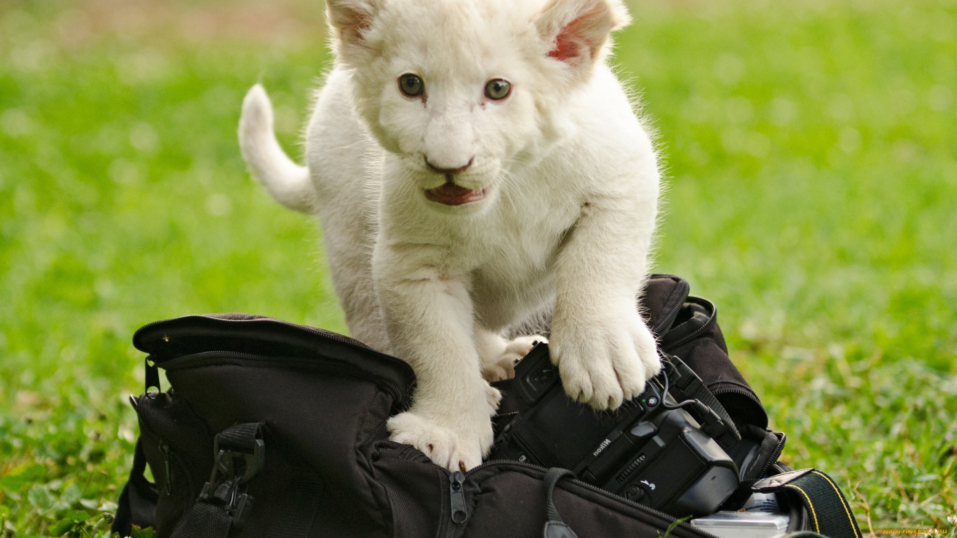 животные, львы, котёнок, львёнок, сумка