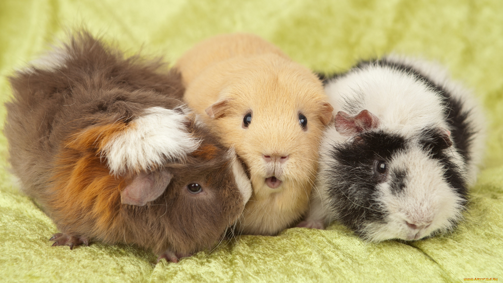 животные, морские, свинки, хомяки