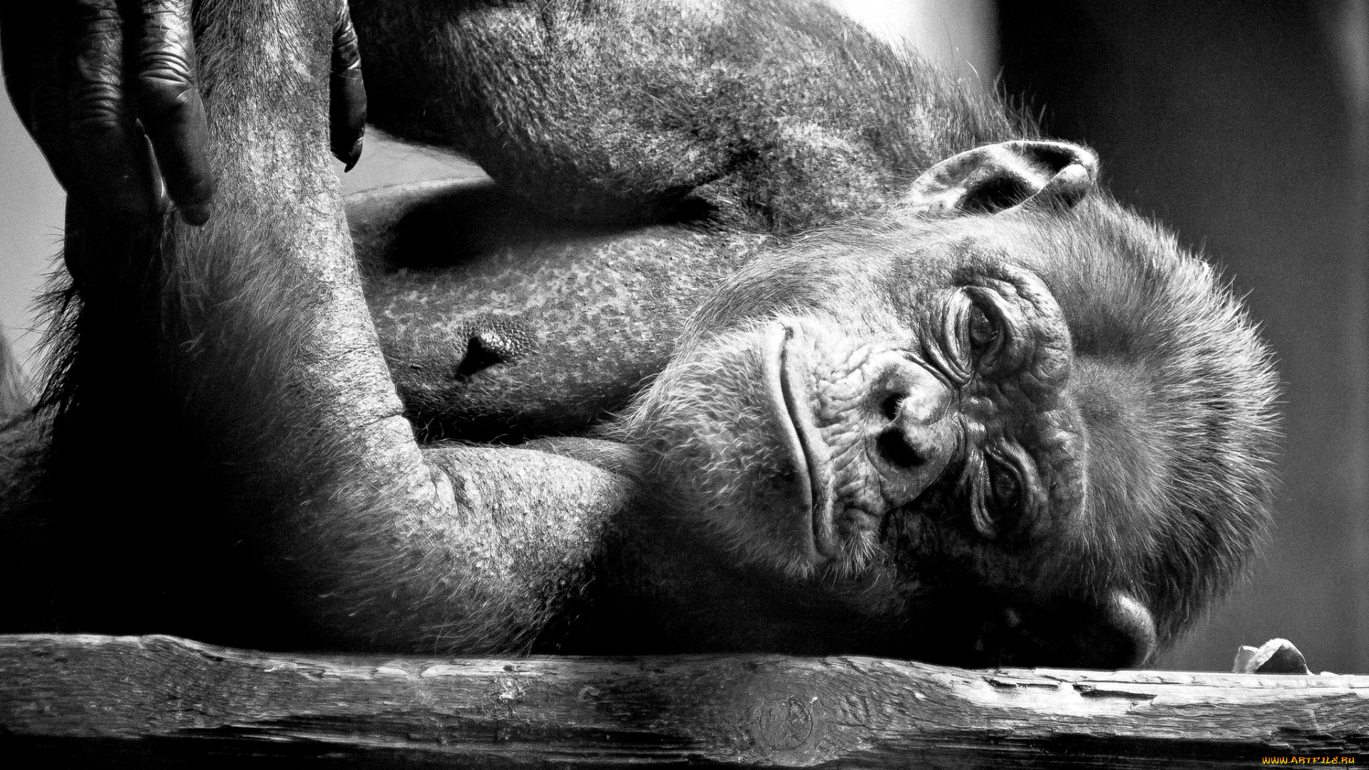 животные, обезьяны, шимпанзе