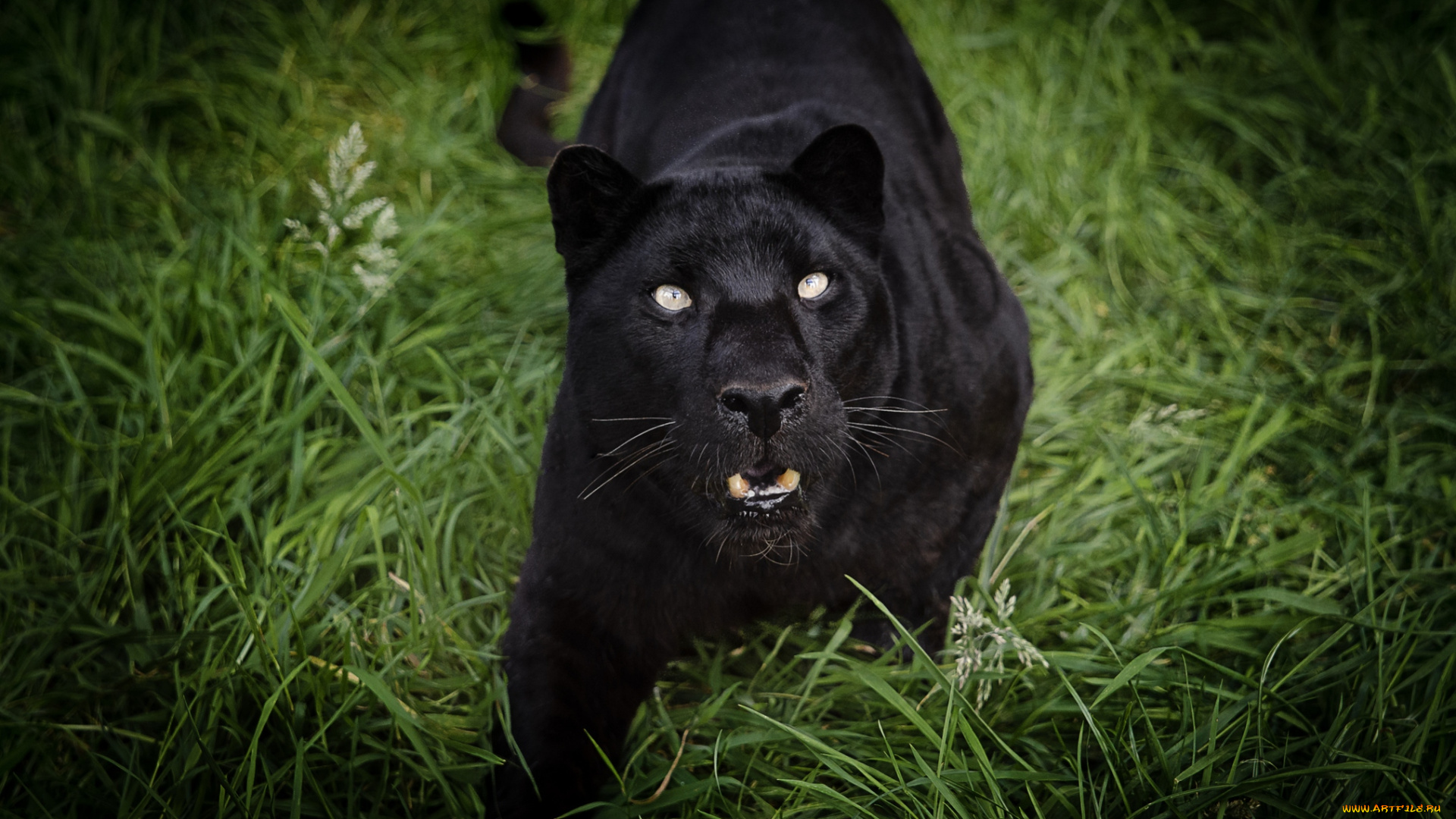 животные, пантеры, черный, рык