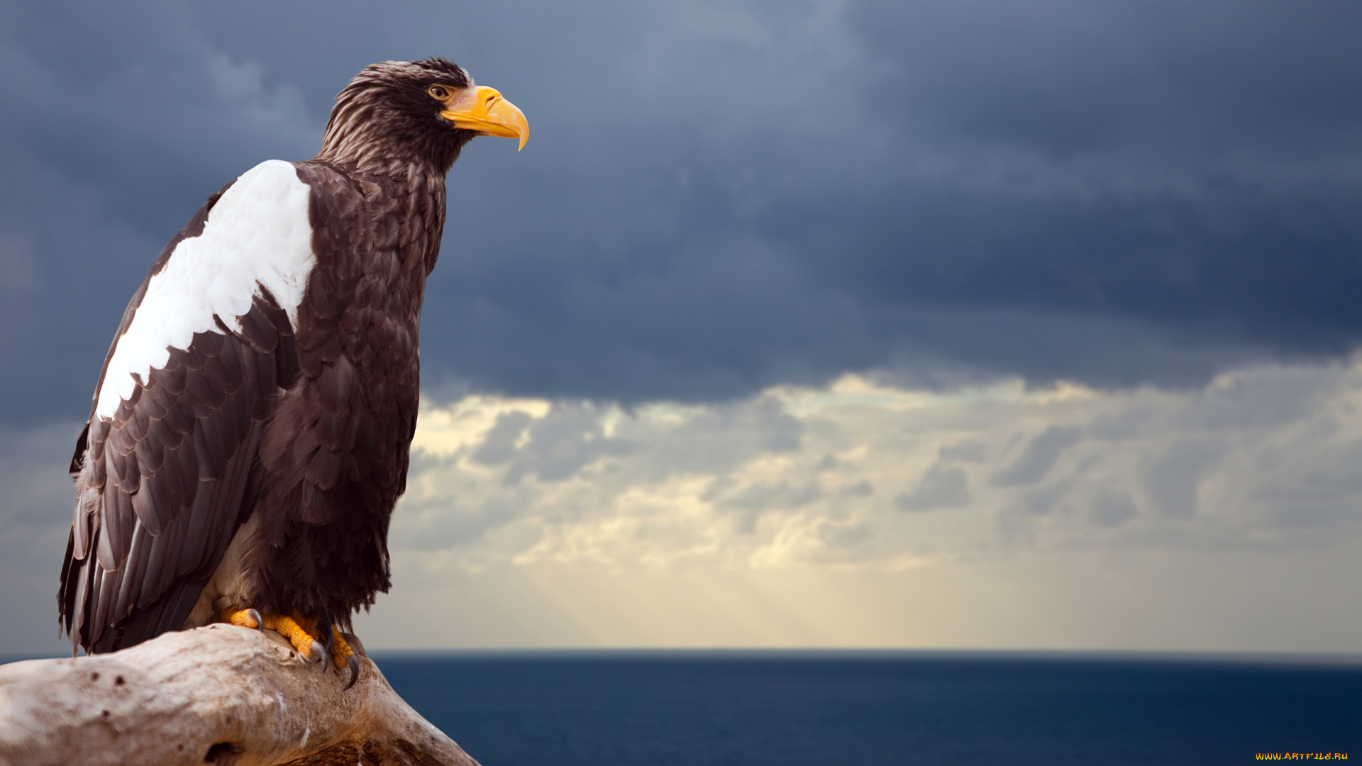 животные, птицы, хищники, море, ветка, профиль, птица, орел, тучи, небо, горизонт