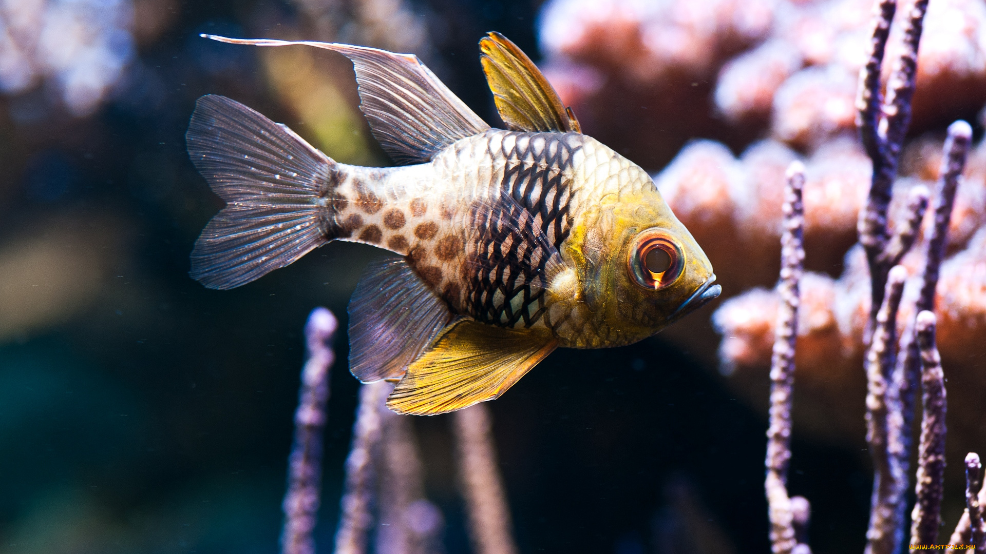 животные, рыбы, плавники, хвост