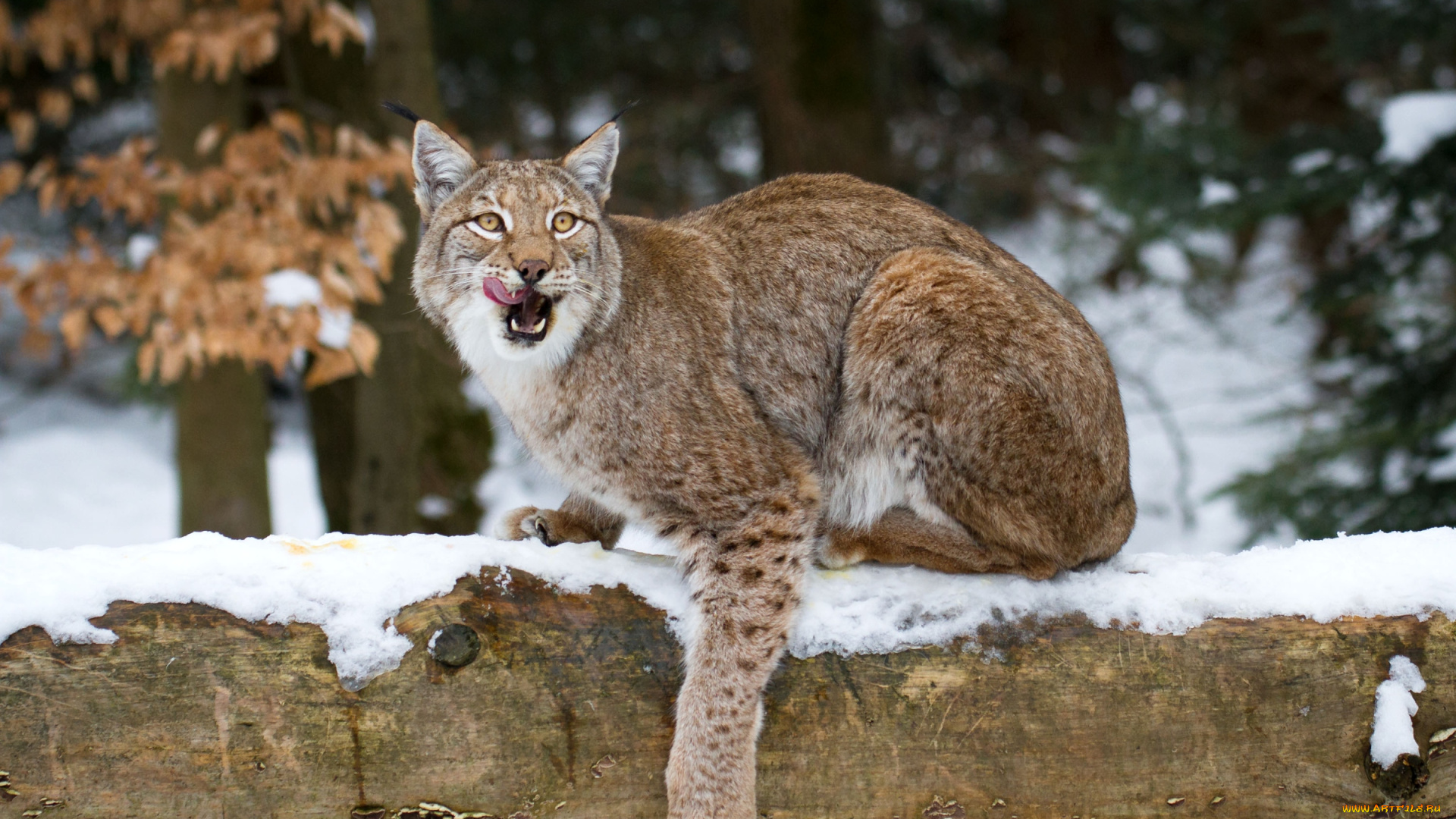 животные, рыси, облизывается
