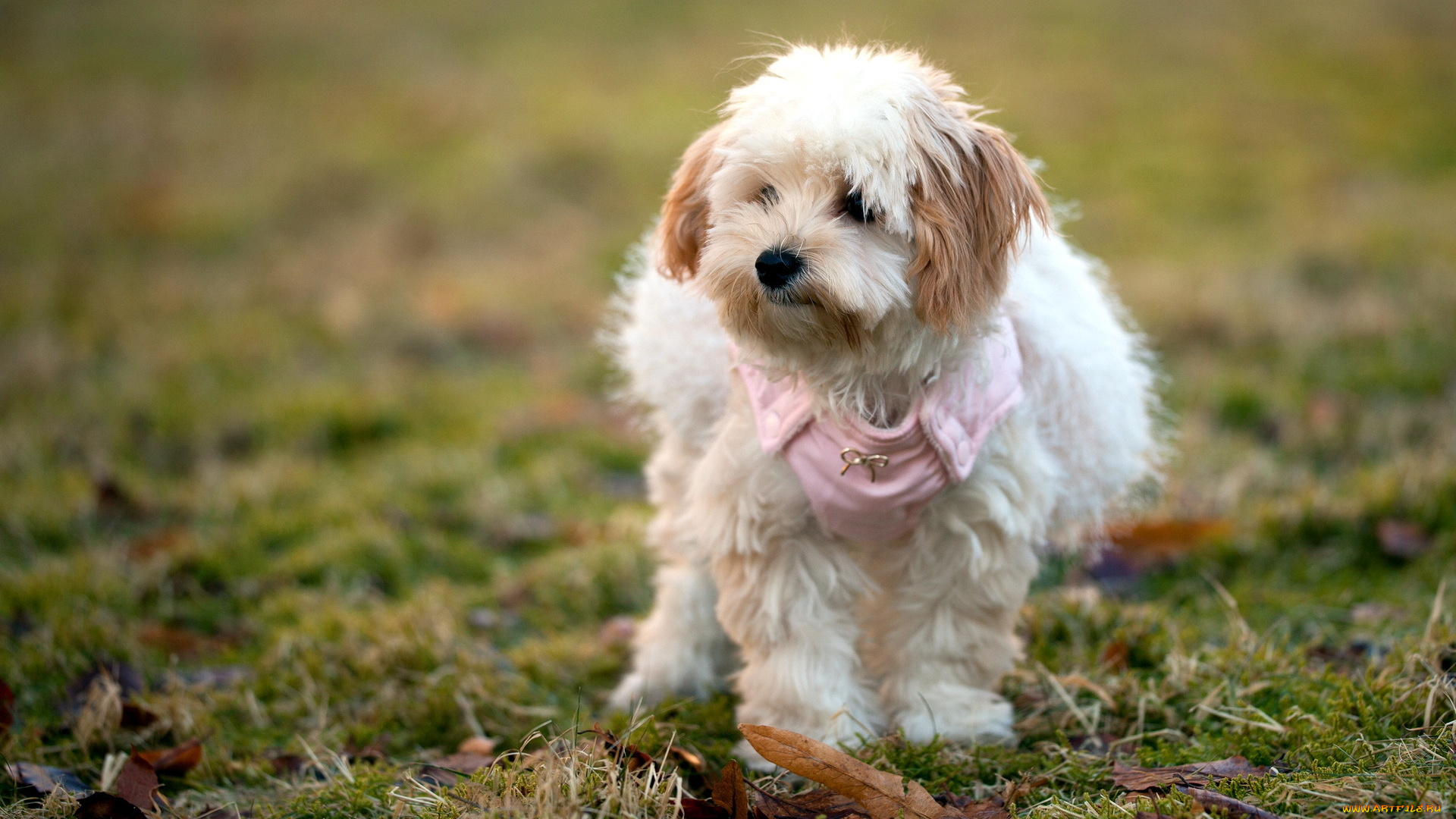 животные, собаки, лето, поле, собака